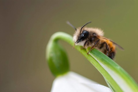Apidae, bees, hymenoptera, osmia bicornis, osmia rufa, red mason bee, red mason bee, spring,