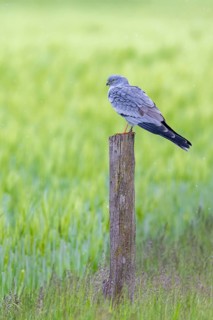 Montagu's harrier (Circus pygargus) adult male perched on old wooden fence post in wheat field,