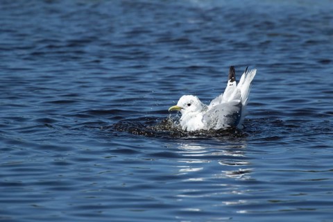 Black legged kittiwake (Rissa tridactyla) adult seabird bird bathing in water of a shallow pool,