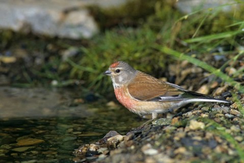Acanthis cannabina, bloodtail, linaria cannabina, linnet, bath, bird bath, birds, hanfling, male,