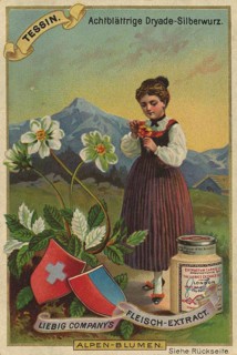 Picture series Alpine flowers, eight-leaved dryad, silverroot, in Ticino, Switzerland, Liebig