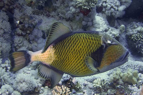 Giant triggerfish (Balistoides viridescens)