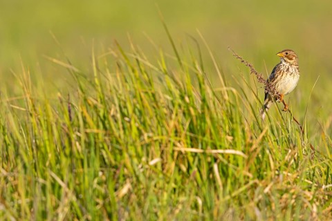 Corn Bunting, Miliaria calandra, Emberiza calandra, Bruant proyer, Triguero, Bad D¸rkheim district,