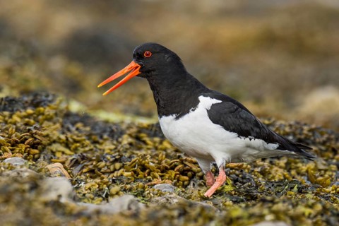 Eurasian Oystercatcher (Haematopus ostralegus) calling, Iceland