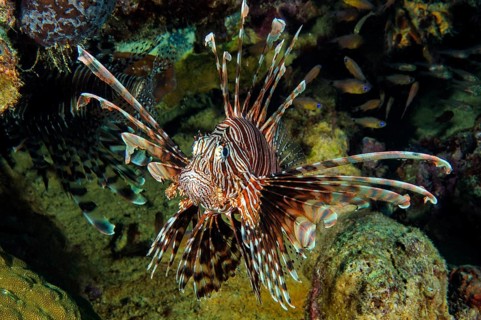 Pacific red lionfish (Pterois volitans) with spread fins poisonous spines poisonous marine animal
