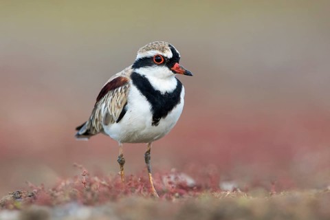 Black-fronted Dotterel (Elseyornis melanops), Victoria, Australia