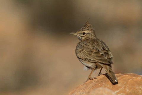 Thekla Lark - Theklalerche - Galeridae theklae ssp. theresae, Morocco, adult