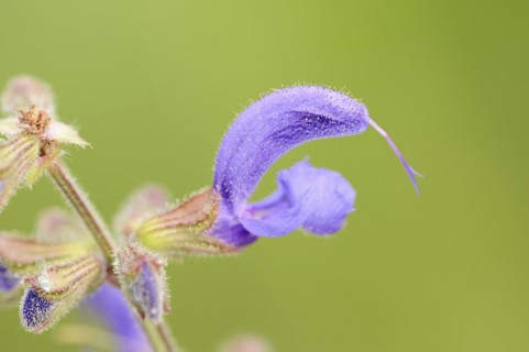 Meadow clary (Salvia pratensis), flower, North Rhine-Westphalia, Germany