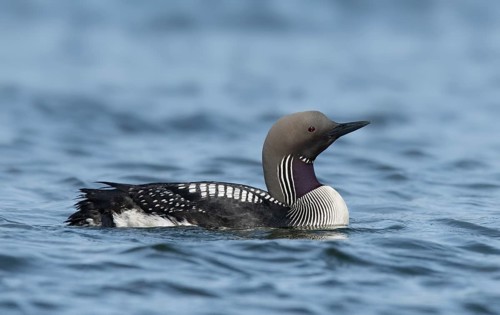 Black-throated Loon (Gavia arctica), Iceland