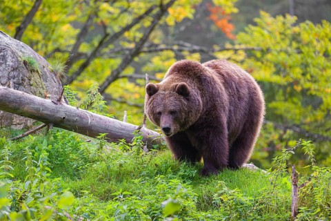 An adult female brown bear (Ursus arctos arctos) stands grazing on a green meadow. A bright green