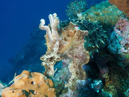 A broad-armed cuttlefish (Sepia latimanus) glides through the blue underwater world near some