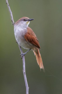 Yellow-chinned Spinetail (Certhiaxis cinnamomeus) perched on a branch in the Atlantic rainforest of