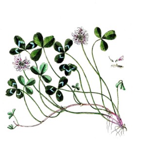Trifolium repens, white clover, digital reproduction of a historical original, between 1790 and