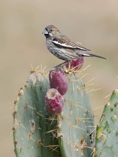 Lark Bunting (Calamospiza melanocorys) perched on a cactus, Texas, USA