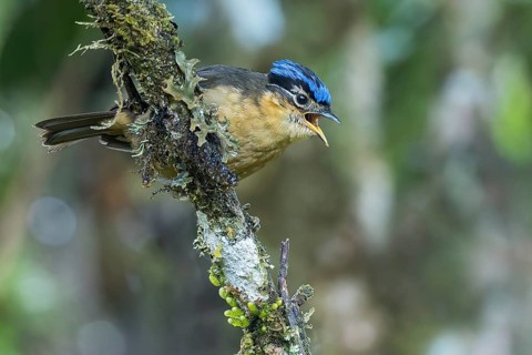Blue-capped Ifrit (Ifrita kowaldi) perched on a branch in Papua New Guinea