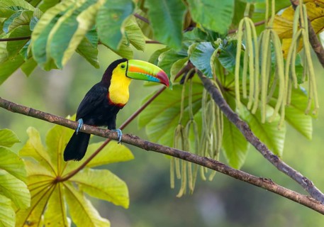 Keel-billed Toucan (Ramphastos sulfuratus) - at Laguna Lagarto Lodge near Boca Tapada, Costa Rica