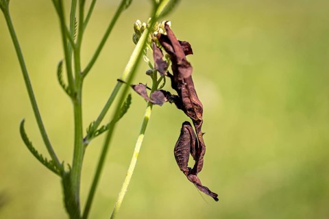 A brown insect is camouflaged on a green plant: a ghost mantis in a meadow near Windhoek in Namibia