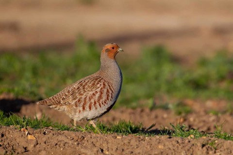 Grey or Hungarian or English partridge (Perdix perdix) adult bird in a farmland cereal field,