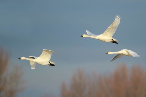 Tundra Swan (Cygnus columbianus bewickii) group flying, Netherlands