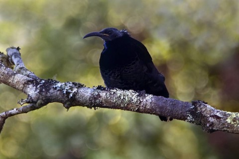 Paradise Riflebird (Ptiloris paradiseus) male, Queensland, Australia