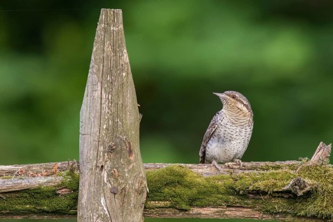 Eurasian Wryneck (Jynx torquilla) perched on a wooden fence, Poland