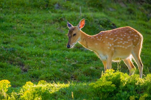 One female Manchurian sika deer or Dybowski's sika deer (Cervus nippon mantchuricus or Cervus