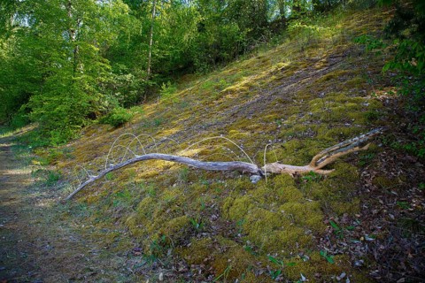 Dead wood, dead tree, biotope, species protection, nature conservation, aquatic ecology, habitat,