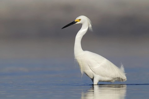 Snowy Egret (Egretta thula), Florida, USA