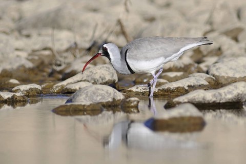 Ibisbill (Ibidorhyncha struthersii), Tibet, China
