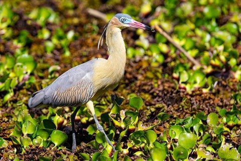 Whistling heron (Syrigma sibilatrix) Pantanal Brazil