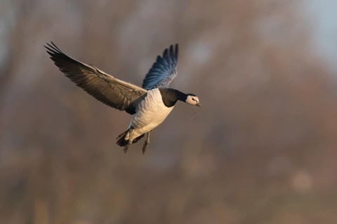 Barnacle Goose (Branta leucopsis) landing, North Rhine-Westphalia, Germany