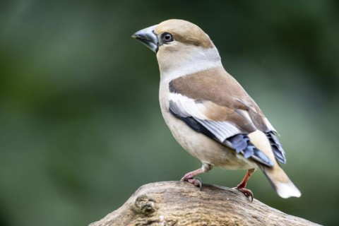 Hawfinch (Coccothraustes coccothraustes), Emsland, Lower Saxony, Germany