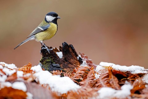 Great Tit (Parus major), Asturias, Spain