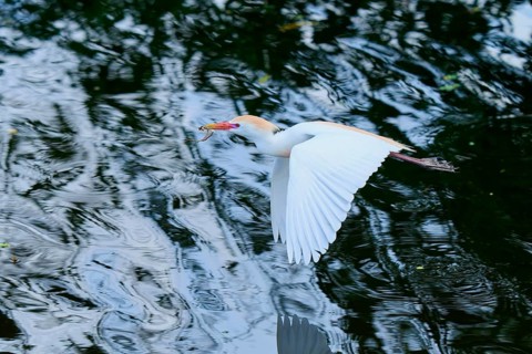 Cattle egret (Bubulcus ibis), in fly, springtime, Wakodahatchee Wetlands, Delray Beach, Florida,