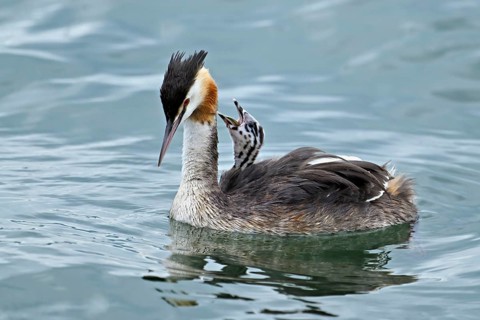 Great Crested Grebe (Podiceps Scalloped ribbonfish), with chicks in plumage swimming in the water,