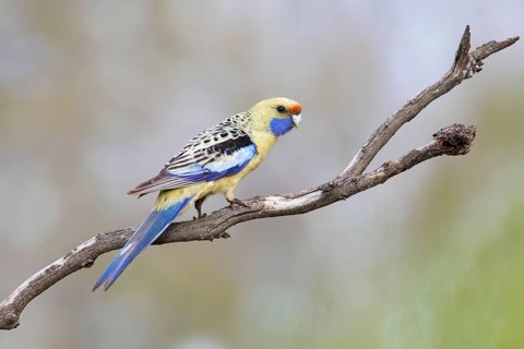 Yellow Rosella (Platycercus elegans flaveolus) male, Victoria, Australia