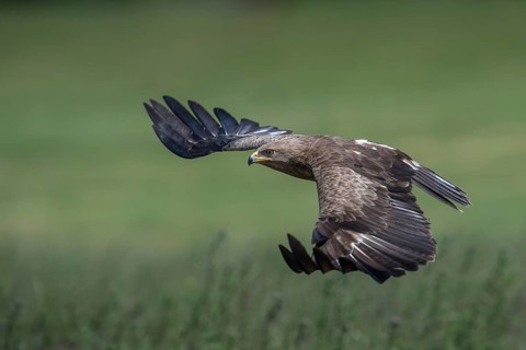 Lesser Spotted Eagle (Clanga pomarina) flying over grassland, Mecklenburg-Western Pomerania,