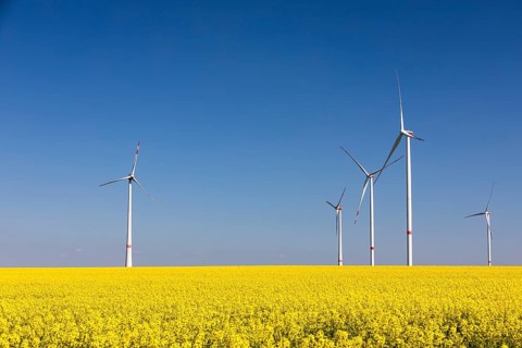 Some wind turbines in a flowering rape field (Brassica napus), near Ganzig, Liebschützberg, Saxony,