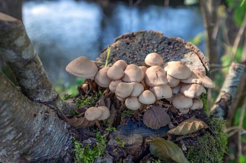 Rusty helmet fungus (Mycena zephirus) on a tree stump, Bavaria, Germany