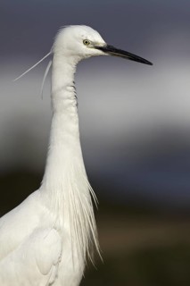 Little Egret (Egretta garzetta), Asturias, Spain