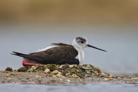Black-winged Stilt (Himantopus himantopus) female on nest, North Rhine-Westphalia, Germany
