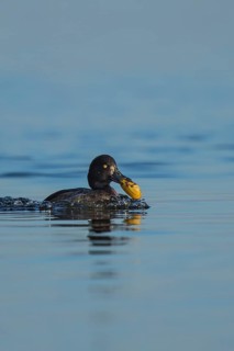 Tufted Duck (Aythya fuligula) female with seashell in beak, Mecklenburg-Western Pomerania, Germany