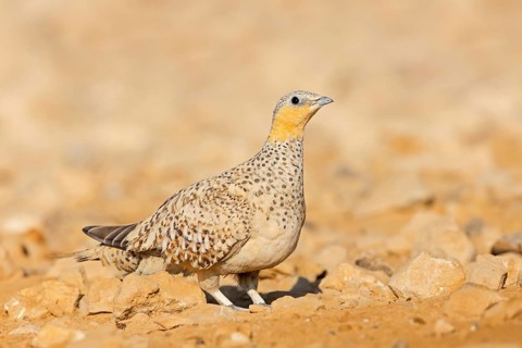 Tropfenflughuhn, Spotted Sandgrouse, Pterocles senegallus, Ganga tacheté, Ganga Moteada