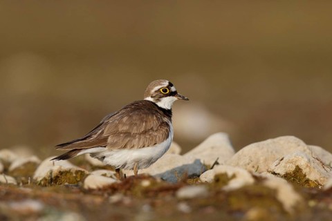 Little Ringed Plover (Charadrius dubius) female, North Rhine-Westphalia, Germany