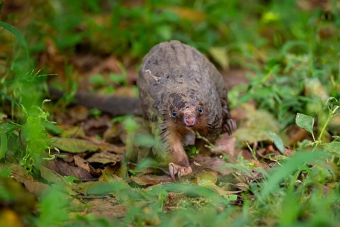 Pangolin on the ground, white-bellied pangolin (Phataginus tricuspis, Manis tricuspis), Western