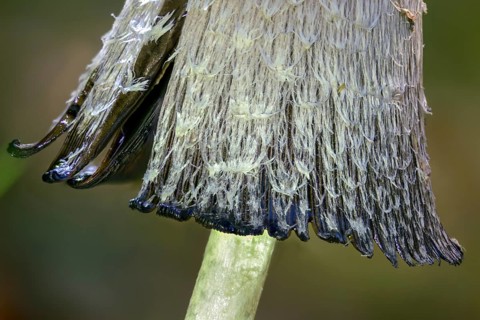 Agaricales, Coprinus comatus, Coprinus ovatus, Coprinus porcellanus, egg tinting, porcelain