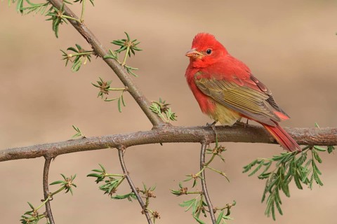 Summer Tanager (Piranga rubra) male perched on a branch, Texas, USA