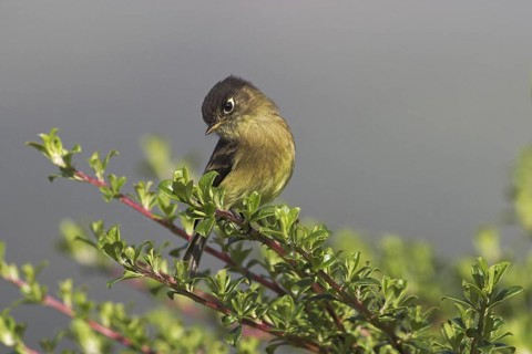 Black-capped Flycatcher (Empidonax atriceps), Costa Rica