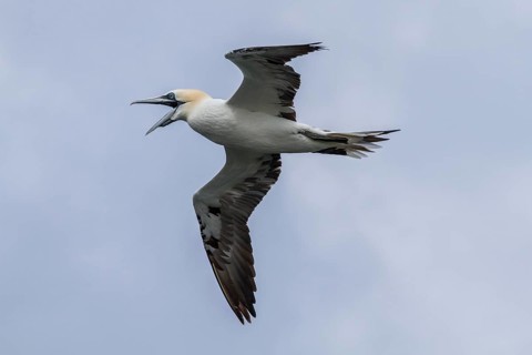 Northern Gannet (Morus bassanus), juvenile in flight, East Yorkshire, United Kingdom
