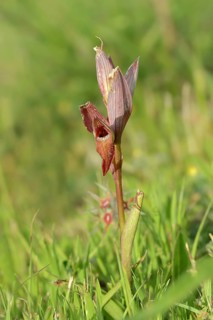 Long lipped serapias (Serapias vomeracea), Provence, South of France, France